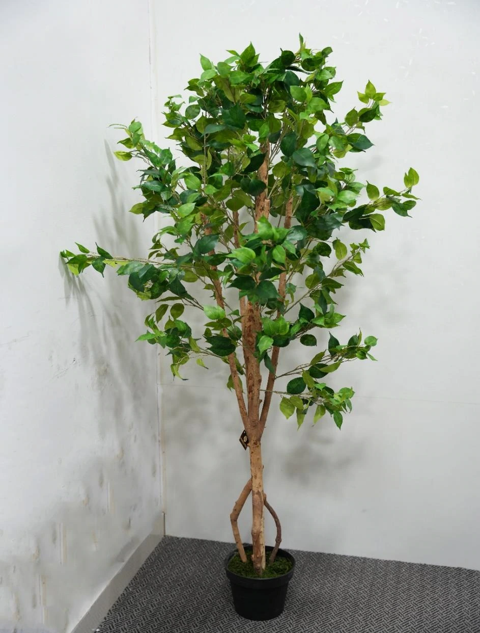 Ficus Tree X 990Lvs Size : 170cm